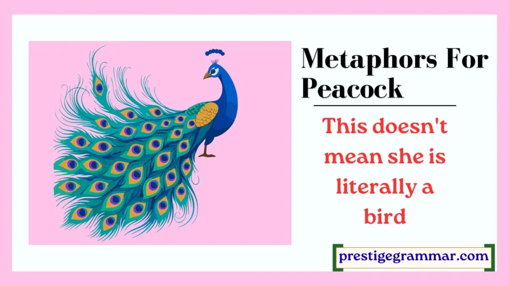 Understanding Peacock Metaphors